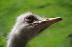 Emu2